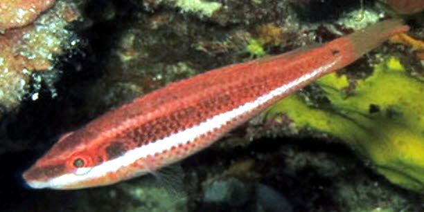 Symphodus doderleini_0005